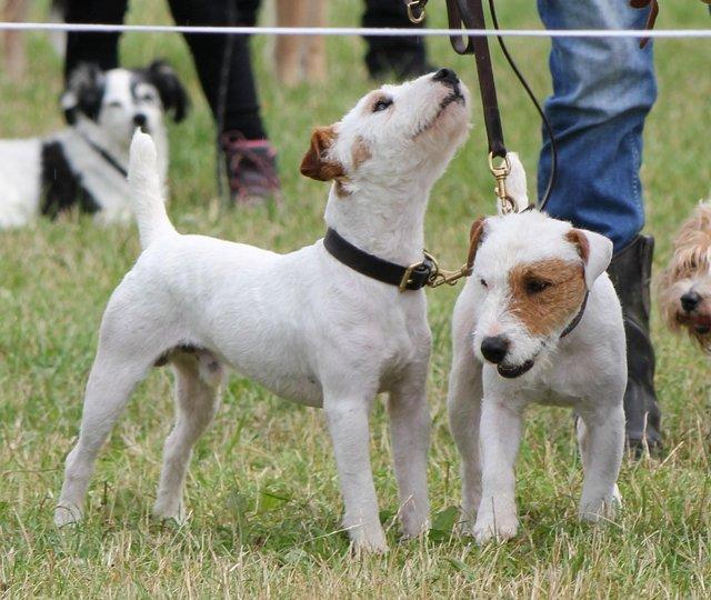 Preview of the first image of Lakeland /russel Terrier Stud Dog Working Type.
