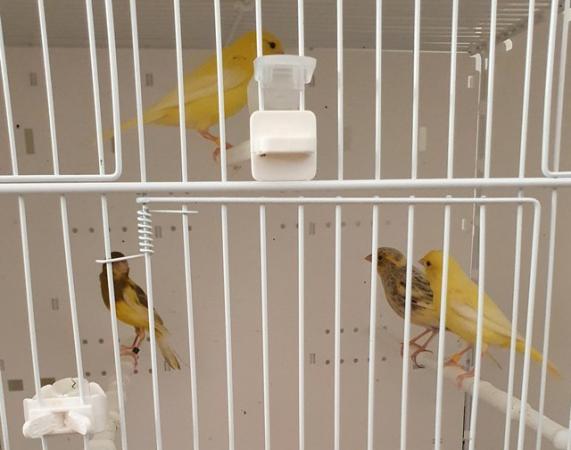 Image 4 of 2 pairs of canaries for sale