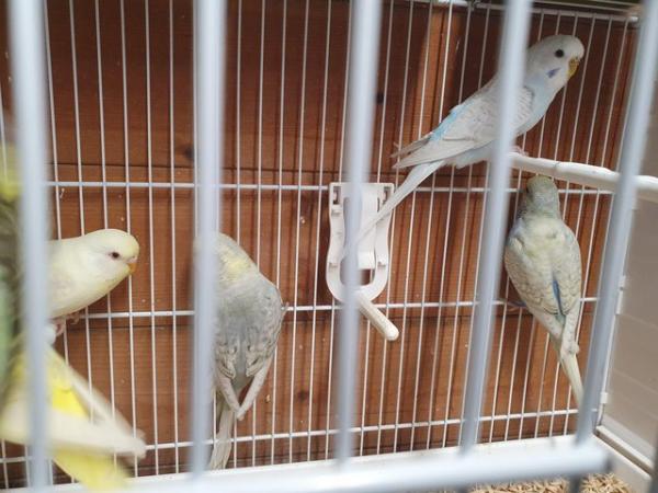 Image 3 of I have 6 4 month old budgies. Good healthy youngsters from g