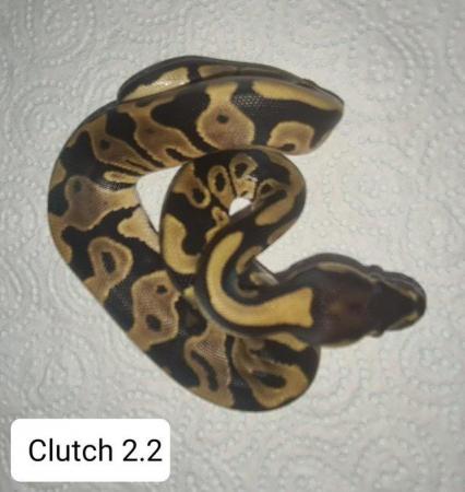 Image 2 of Royal /ball pythons available and male and female boas