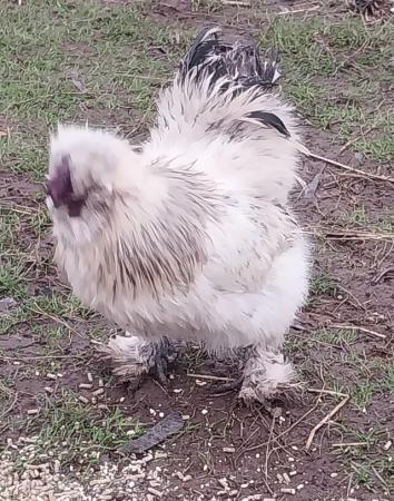 Image 4 of Excellent Quality, Gorgeous Silkie Cockerels.