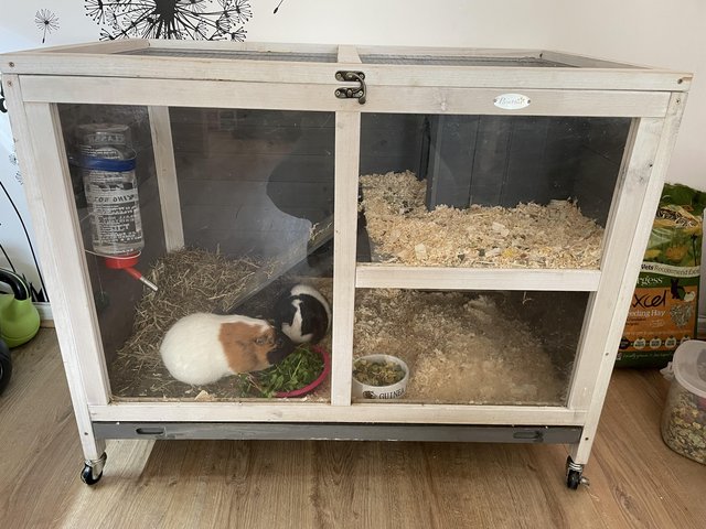 Preview of the first image of 2 female guinea pigs for sale.
