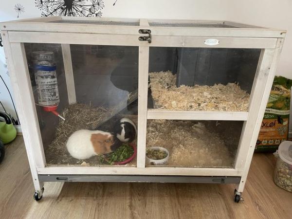 Image 1 of 2 female guinea pigs for sale
