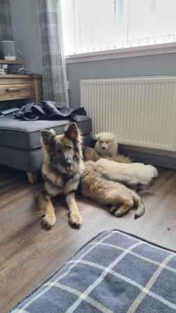 Image 6 of Kc registered longhaired german shepherd puppies boys!