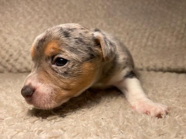 Miniature Jack Russells Puppies for sale in Ashorne, Warwickshire - Image 13
