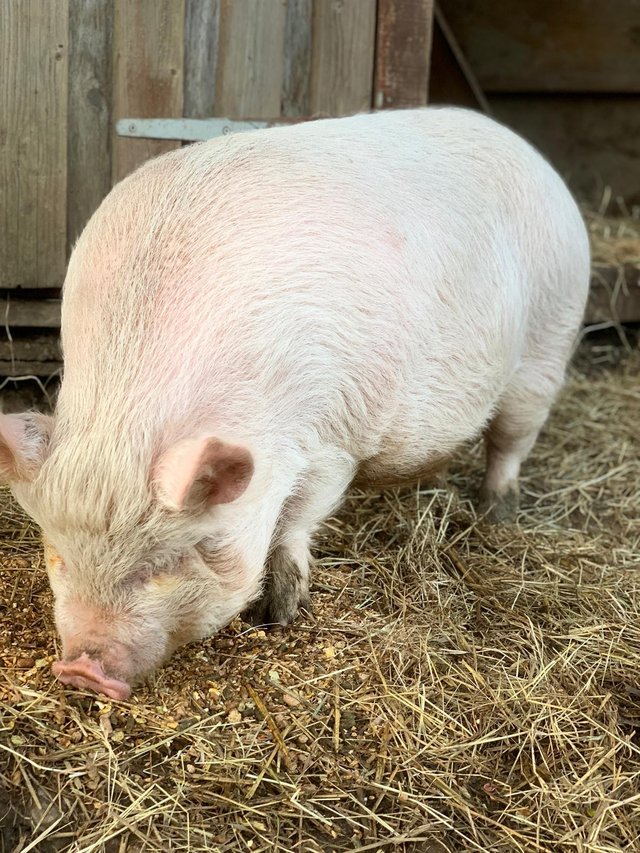 Preview of the first image of Super friendly Pennywell bred micro pig.