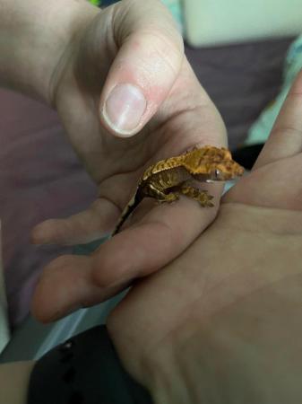 Image 6 of Baby crested geckos from Lilly white and harlequin parents