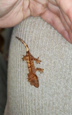 Image 17 of baby crested Geckos for sale..