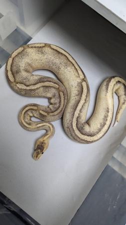 Image 15 of Whole collection of royal pythons for sale