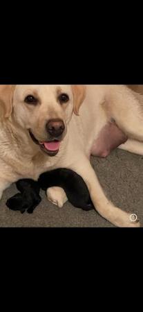 Image 5 of Beautiful show breed Labrador puppies