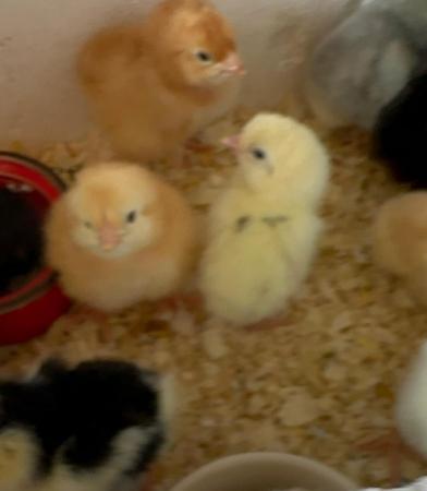 Image 3 of Chicks of various breeds and sizes