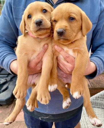 Image 9 of Fox red and Yellow labrador puppies. KC registered