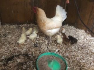 Image 1 of Hen and 9 chicks for sale