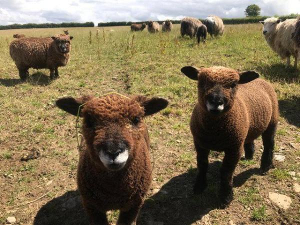 Image 1 of Ryeland pedigree registered ewe lambs