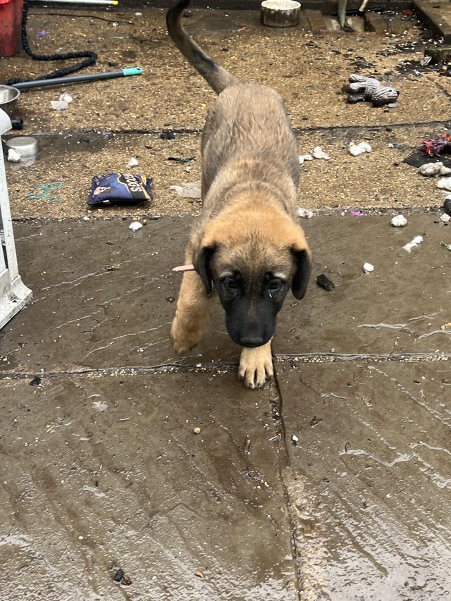 Preview of the first image of Belgian Mali cross Turkish kangal female.