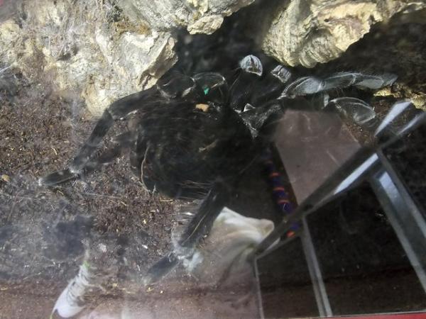 Image 4 of Huge adult female pamphobeteous antinous tarantula