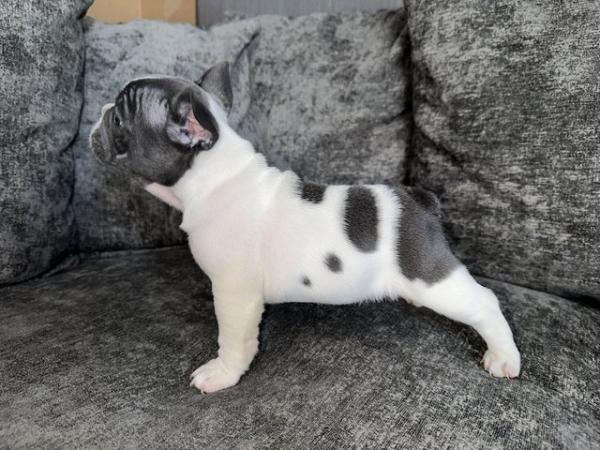 Image 8 of french bulldog puppies READY NOW