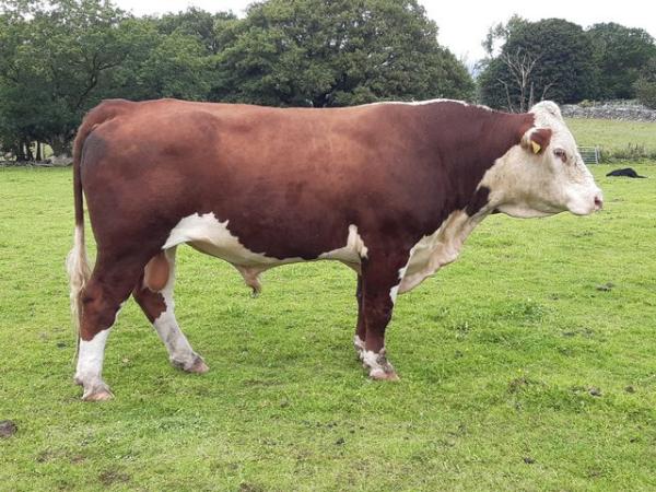 Image 2 of Pedigree Hereford Bull. Clear TB test. Ready to go.