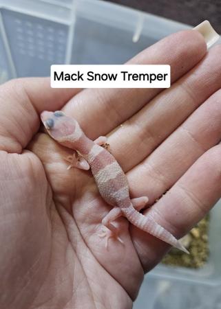 Image 6 of Baby leopard geckos ready to be reserved!