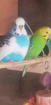 Image 5 of Semi tame baby budgies in all colours’’