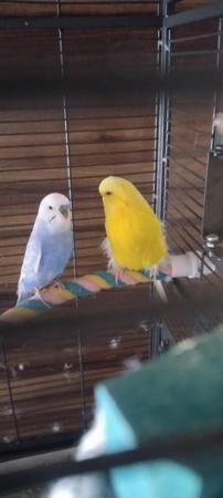 Image 1 of Budgies adult pair for sale