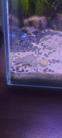 Image 4 of Fully aquatic african dwarf frogs