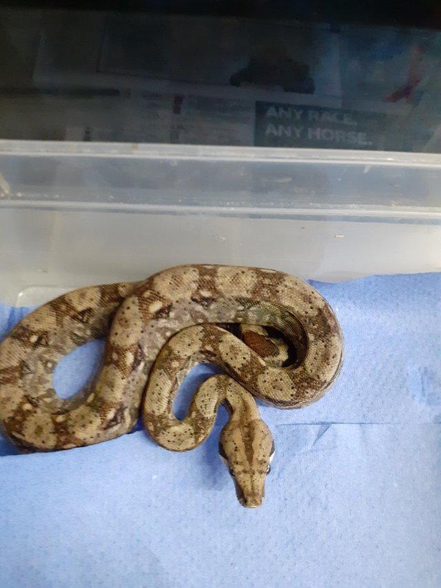 Preview of the first image of sonoran dwarf boas for sale lovely snakes.