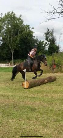 Image 3 of 14 2hh Welsh pony for part loan