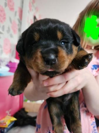 Image 9 of Beautiful chunky rottweiler puppies