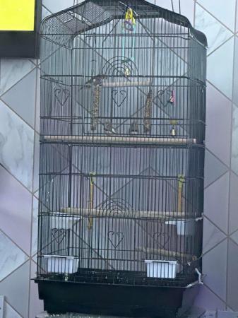 Image 2 of 3x male finches with cage and accessories
