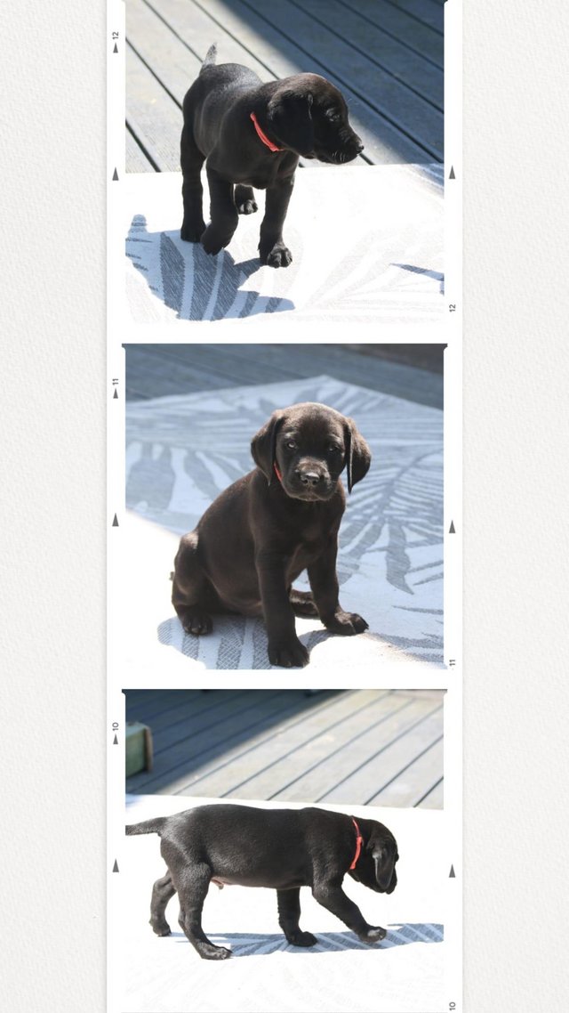 Preview of the first image of KC registered Labrador Puppies.