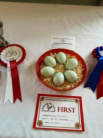 Image 6 of Hatching EggsCream Legbar Chickens