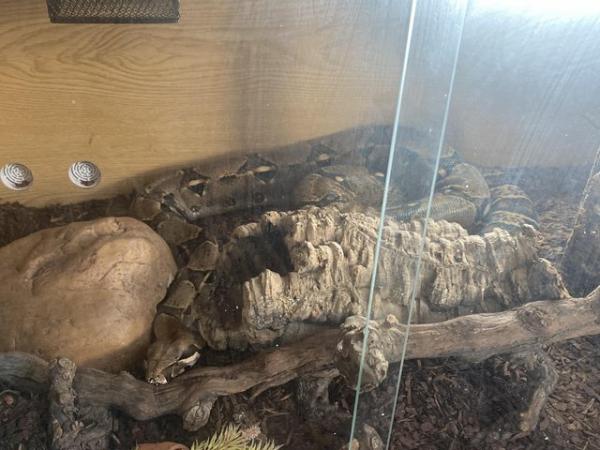 Image 5 of Female and male boas with set ups