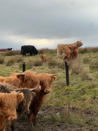 Image 2 of Highland Cattle Fold dispersal