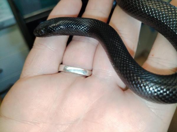 Image 5 of Mexican black King snake 6 months old