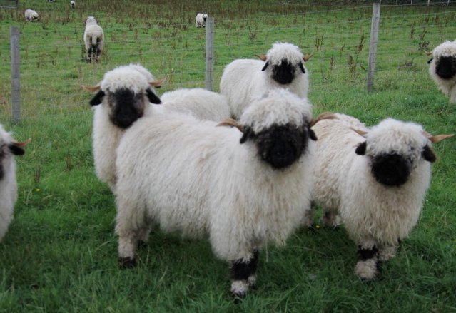 Preview of the first image of Registered Valais Blacknose Ewes been with ram.