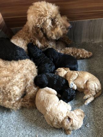 Image 3 of 7 week old cockapoo puppies.