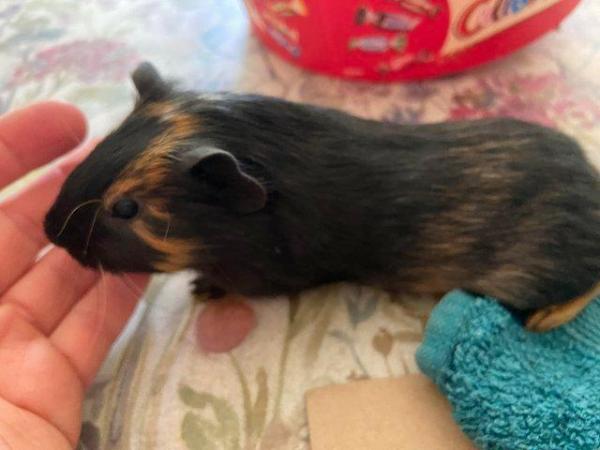 Image 1 of Gorgeous baby Guinea pigs with lovely markings 1 boy left