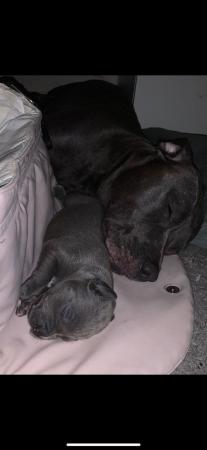 Image 2 of Cane Corso x puppies for sale!