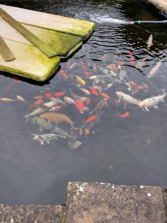 Image 1 of Goldfish mix of colours