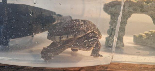 Image 5 of 3 Years Old Turtle, lamp, filter and cleaning equipment