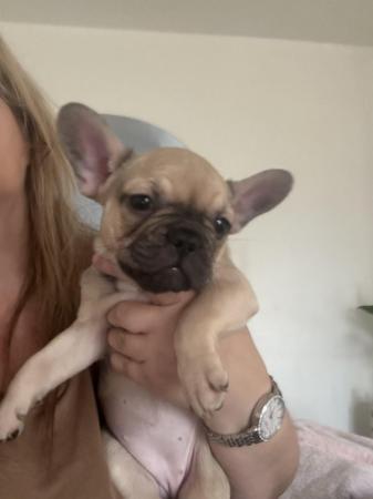 Image 3 of 9 week old French bulldog puppy's