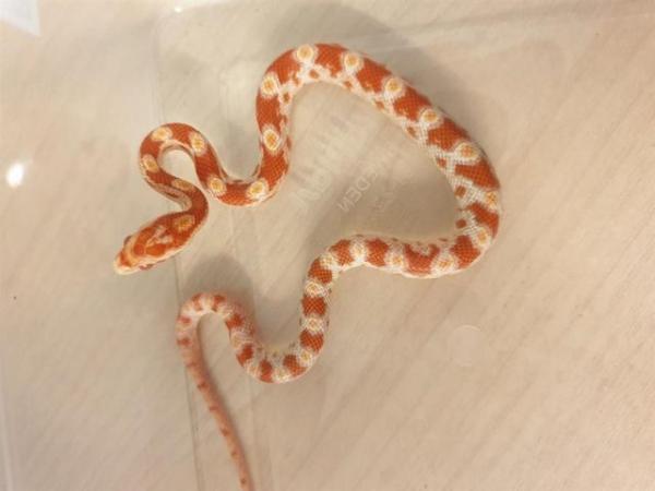 Image 1 of 2023 Baby Corn Snakes available now!