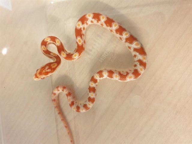 Preview of the first image of 2023 Baby Corn Snakes available now!.