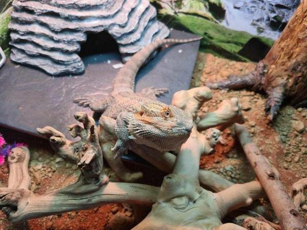 Image 4 of Bearded dragon, enclosure + extras