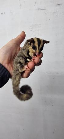 Image 1 of Baby Sugar Gliders ready now!
