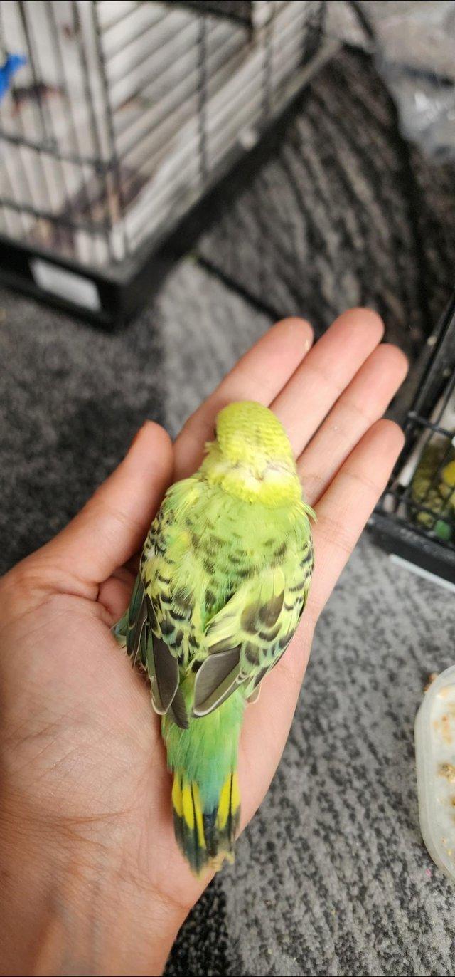 Preview of the first image of Tame baby budgies only 5 weeks old.