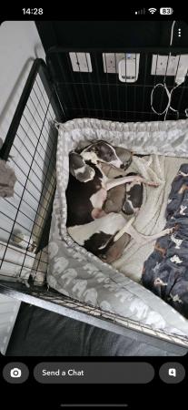 Image 3 of KC registered whippet puppies