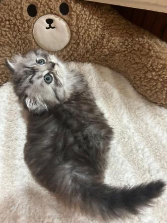 Image 2 of Female Persian Kitten For Sale, 8 weeks old now