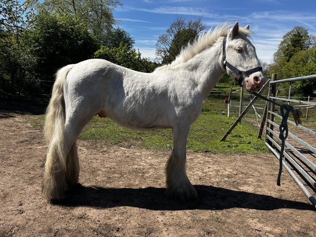 Preview of the first image of Casper 2yr quality gelding cob to make 13hh.